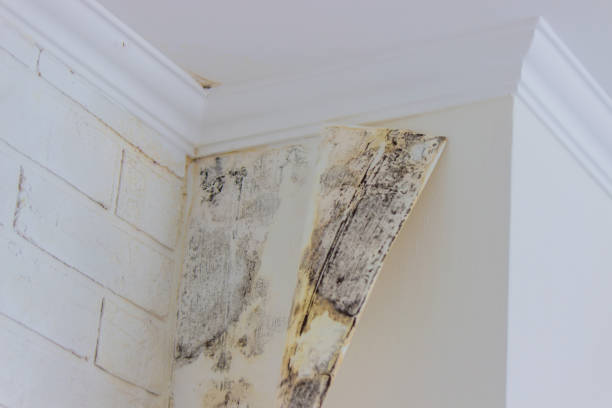 Environmental Consulting for Mold Prevention in Los Gatos, CA